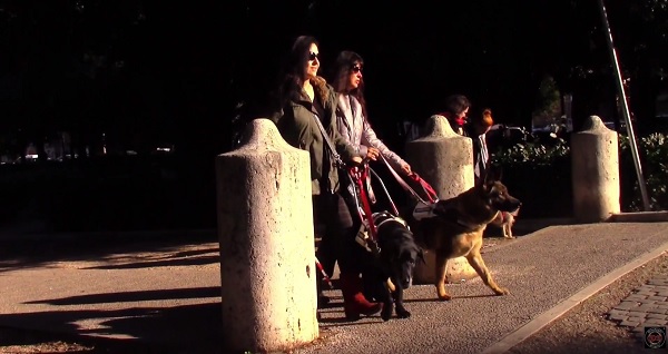 donne in un parco pubblico guidate da due cani guida
