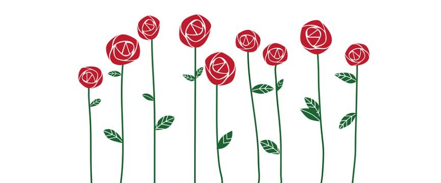 illustrazione di alcune rose