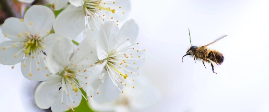 ape vola vicino ad alcuni fiori