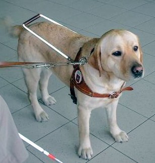 cane guida per ciechi 