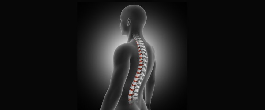 illustrazione del profilo di una persona con evidenziazione della colonna vertebrale