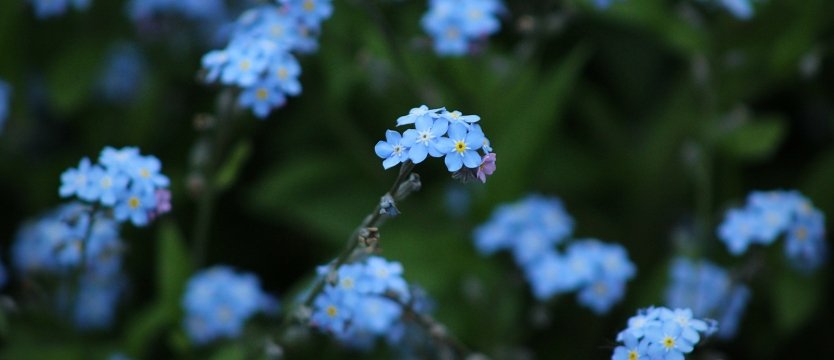 fiori