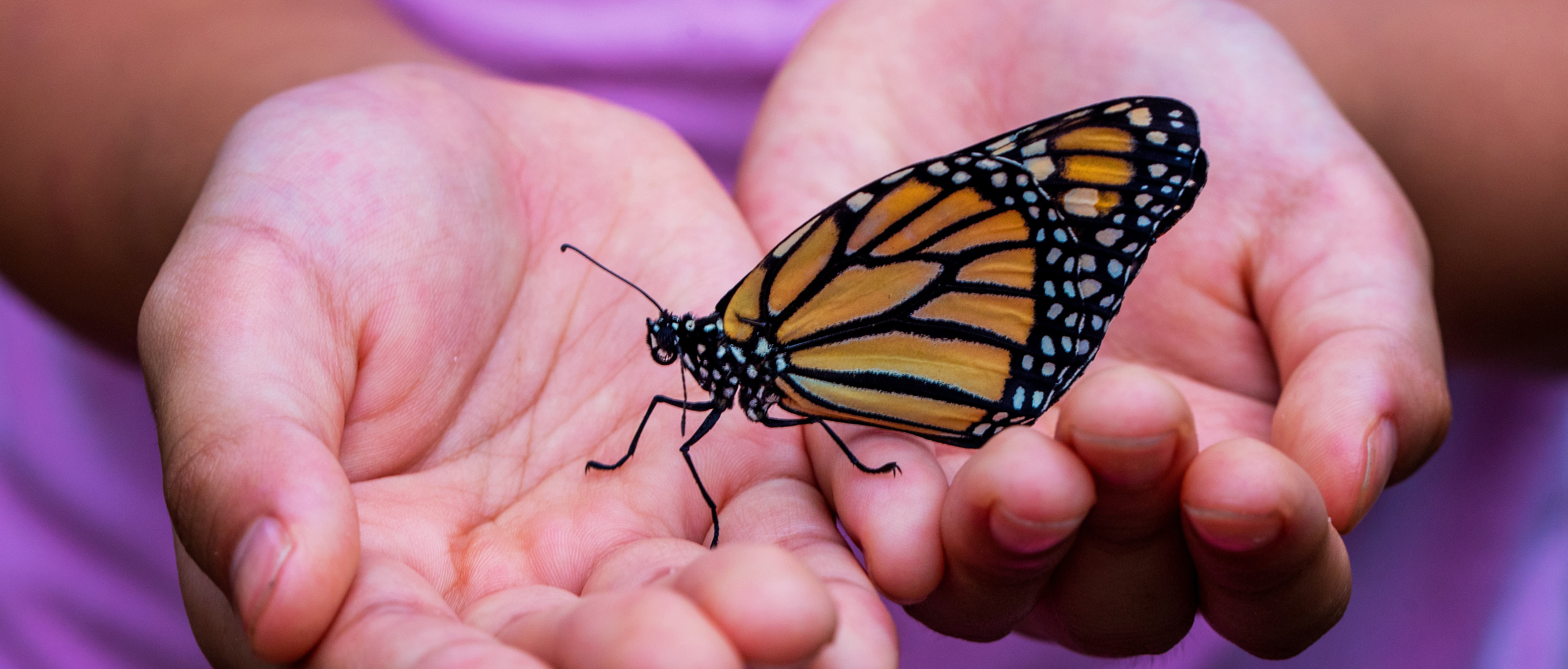 farfalla in mano ad una bambina