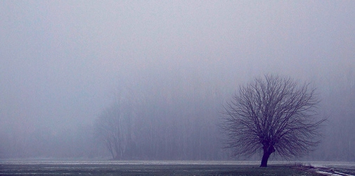 albero solo nella nebbia