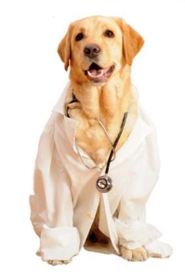 pet therapy: cane con camice