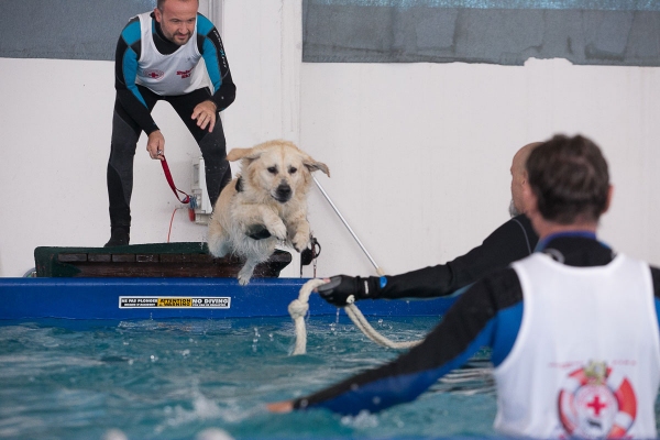cane addestrato per soccorrere bagnanti si tuffa in piscina chiamato dal suo addestratore